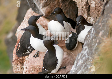 La Norvège, l'archipel du Svalbard, Spitzberg, Sassenfjorden. Guillemot de Brünnich (Uria lomvia), adultes entourent et protègent Banque D'Images