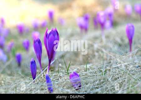 Terrain avec fleurs de montagne sauvages violet - Crocus sativus Banque D'Images