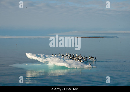 La Norvège, l'archipel du Svalbard, Spitzberg. Les guillemots de Brünnich, Uria lomvia, flock repose sur la banquise au large de la côte Banque D'Images