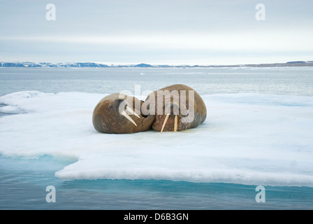 Mer du Groenland, de la Norvège, de l'archipel du Svalbard, Spitzberg. Le morse (Odobenus rosmarus), paire d'adultes reste sur la glace de mer flottante Banque D'Images