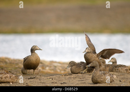 La Norvège, l'archipel du Svalbard, Spitzberg, Longyearbyen. L'eider à duvet, Somateria mollissima, Troupeau de femelles se reposant Banque D'Images