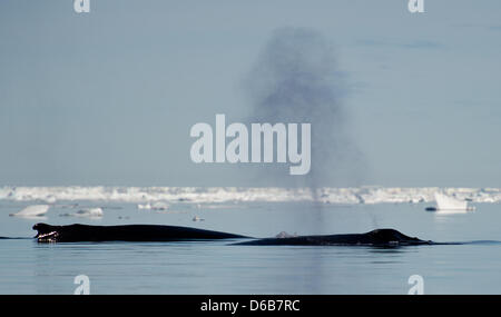 Une baleine à bosse (Megaptera novaeangliae) éclate dans l'eau du ruisseau polaire dans le district d'Ammassalik près du village de Kulusuk, Est du Groenland, le Groenland, le Danemark, le 17 juillet 2012. Photo : Patrick Pleul Banque D'Images