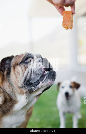 Biscuit chien donnant propriétaire Banque D'Images