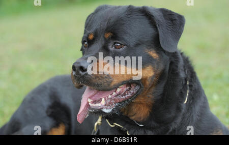 Un chien rottweiler attend le début du monde de Rottweiler championnats dans Rottweil, Allemagne, 24 août 2012. Plus de 50 chiens et leurs propriétaires de 18 pays en compétition pour le titre de champion du monde dans différentes compétitions. Photo : FRANZISKA KRAUFMANN Banque D'Images