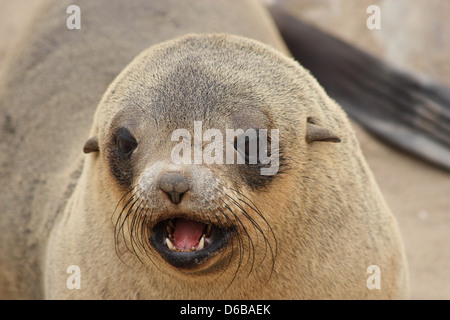 Brown (Arctocephalus pusillus) sur Cape Cross Banque D'Images