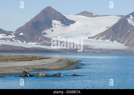 Morse Odobenus rosmarus parmi le groupe transporté sur la côte Spitzberg Svalbard Norvège. Banque D'Images
