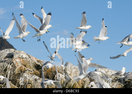 La Norvège, l'archipel du Svalbard, Spitzberg. La mouette tridactyle (Rissa tridactyla), colonie, niche sur les falaises le long de la côte Banque D'Images