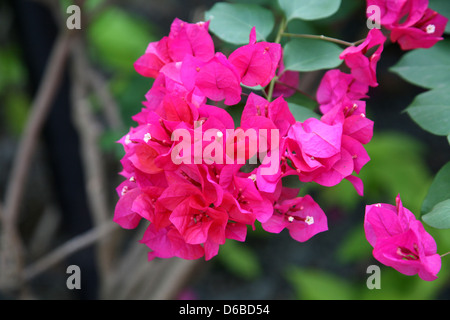 Fleurs de bougainvilliers Banque D'Images