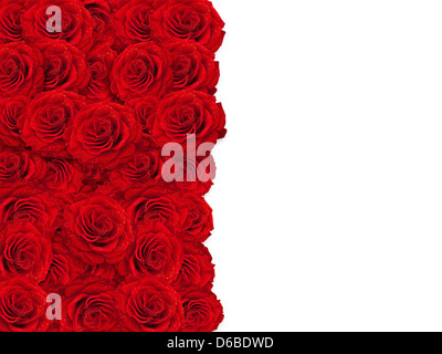 cadre de roses rouges Banque D'Images