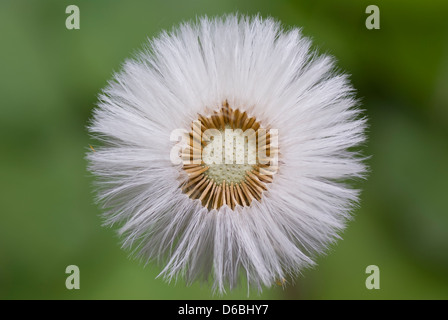 Pissenlit fleur unique, blanc sur fond vert Banque D'Images