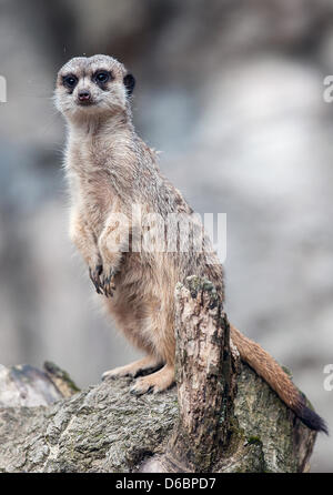 Liberec, République tchèque. 16 avril, 2013. Les jeunes suricates ont reçu le plus de votes comme le meilleur d'oursons de la part des visiteurs de zoo Liberec. Les petites bêtes croître de 25 à 35 cm et ils sont inscrits dans la Liste rouge UICN des espèces menacées. Il habite les savanes sèches, les déserts et semi-déserts, principalement du désert du Kalahari en Afrique du Sud. Meerkat est vu à Liberec, République tchèque, le 16 avril 2013. (Radek Petrasek/CTK Photo/Alamy Live News) Banque D'Images