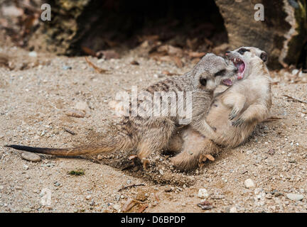 Liberec, République tchèque. 16 avril, 2013. Les jeunes suricates ont reçu le plus de votes comme le meilleur d'oursons de la part des visiteurs de zoo Liberec. Les petites bêtes croître de 25 à 35 cm et ils sont inscrits dans la Liste rouge UICN des espèces menacées. Il habite les savanes sèches, les déserts et semi-déserts, principalement du désert du Kalahari en Afrique du Sud. Les suricates sont vus à Liberec, République tchèque, le 16 avril 2013. (Radek Petrasek/CTK Photo/Alamy Live News) Banque D'Images