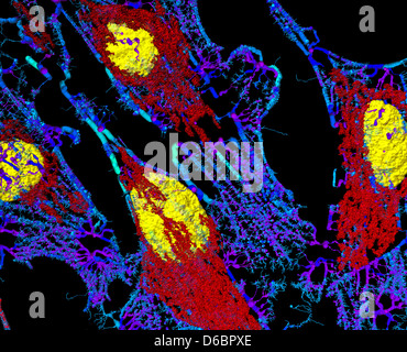 Les microfilaments (bleu), les mitochondries (rouge), et les noyaux (jaune) dans les cellules fibroblastes Banque D'Images