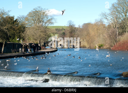 Image montrant le barrage et la sauvagine sur la rivière Wye à Bakewell dans le Derbyshire Banque D'Images