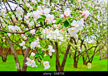 Apple Blossom close-up. Profondeur de champ. Banque D'Images