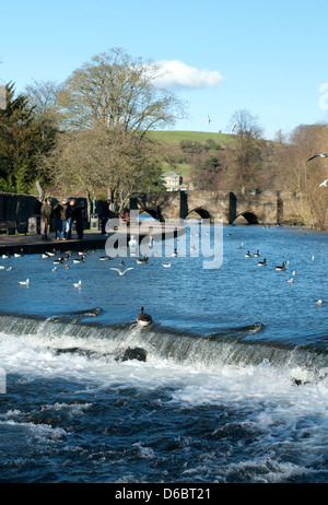 Les passants à les oiseaux sur l'eau sur la rivière Wye, Bakewell, Derbyshire Banque D'Images