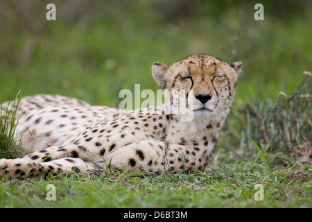 Une femelle guépard réside dans l'herbe longue. Phinda Game Reserve, Afrique du Sud. Banque D'Images