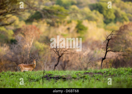 Un homme seul impala est attentif au tour du bush tout en mangeant certains l'herbe fraîche. Phinda Game Reserve, Afrique du Sud. Banque D'Images