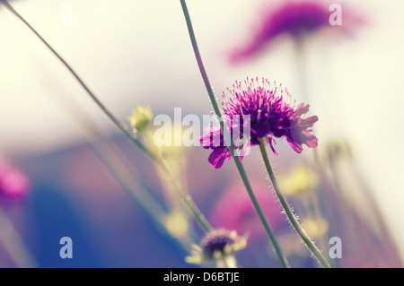 Vintage photo de fleur sauvage incroyable dans le coucher du soleil, de l'image. Banque D'Images