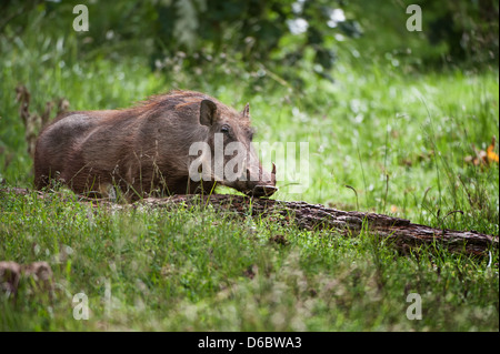 Phacochère (Phacochoerus africanus érythréen aeliani), montagnes de balle, de l'Éthiopie Banque D'Images