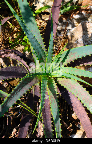 Aloe (Lilaceae), Calahonda, Mijas Costa, Costa del Sol, Andalousie, Espagne, Europe de l'Ouest. Banque D'Images
