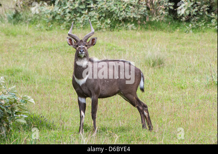 Montagne mâle Nyala (Tragelaphus buxtoni) ou Balbok, Ethiopie Banque D'Images