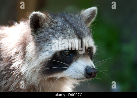 Portrait de Procyon Banque D'Images