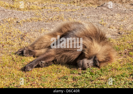 Le babouin gélada (Theropithecus Gelada) dormir sur le sol, au nord de l'Ethiopie Banque D'Images