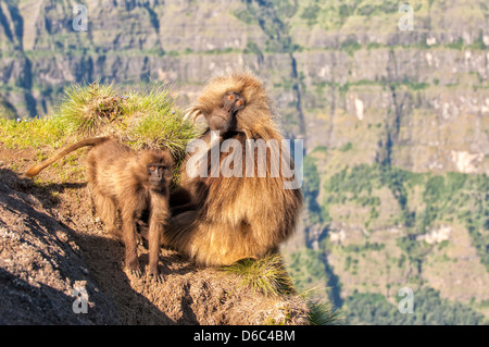 Les babouins gélada (Theropithecus Gelada) sur une falaise, au nord de l'Ethiopie Banque D'Images