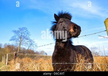 Cute pony brown au pâturage en plein air Banque D'Images