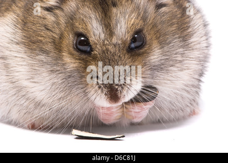 Hamster nain de manger les graines de tournesol Banque D'Images