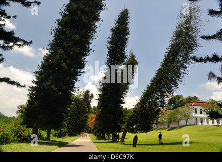 Cook's, avenue des Pins, jardins botaniques de Peradeniya, Sri Lanka Banque D'Images