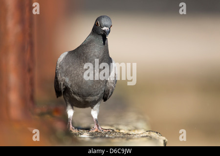 Pigeon Columba livia ; Royaume-Uni ; Banque D'Images