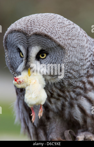 Chouette lapone Strix nebulosa ; mort ; avec Chick ; Captive ; UK Banque D'Images