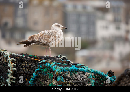 Goéland argenté, Larus argentatus ; premier hiver oiseau ; UK Banque D'Images