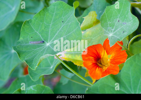 Large White Caterpillar ; Pieris brassicae ; sur Nasturtium ; UK Banque D'Images