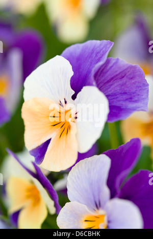 Floraison d'hiver Pansy - Rocky Peach Jump Up Banque D'Images