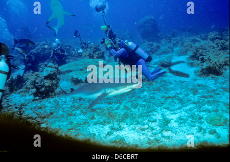 Les requins gris de récif, Carcharhinus anblyrhynchos,Mer Rouge Dec 1986 Conversions Glisser,Egypte,péninsule du Sinaï,Soudan Safari en bateau, Banque D'Images