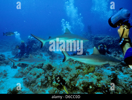 Les requins gris de récif, Carcharhinus anblyrhynchos,Mer Rouge Dec 1986 Conversions Glisser,Egypte,péninsule du Sinaï,Soudan Safari en bateau, Banque D'Images