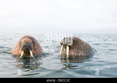 Morse (Odobenus rosmarus) le long de la côte svalbard du spitzberg Banque D'Images