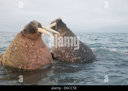 Morse (Odobenus rosmarus) le long de la côte svalbard du spitzberg Banque D'Images