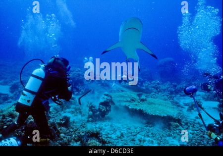 Les requins gris de récif, Carcharhinus anblyrhynchos,Mer Rouge Dec 1986 Conversions Glisser,Egypte,péninsule du Sinaï,Soudan Safari en bateau, Banque D'Images