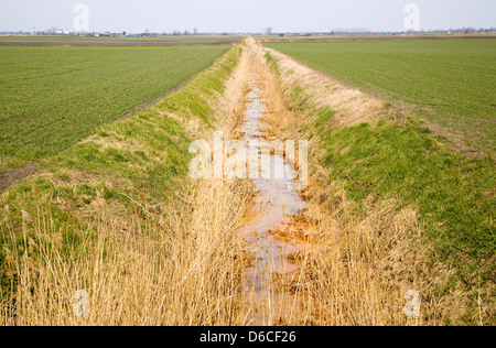 Paysage près de Fenland au sud, Norfolk, Angleterre Banque D'Images