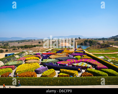 Beau jardin de fleurs colorées en été sur ciel bleu - Thaïlande Banque D'Images