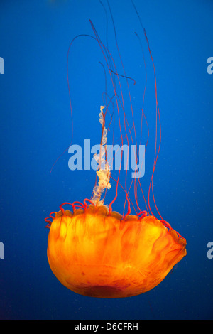 Méduses dans Aquarium de Vancouver Banque D'Images