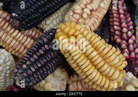 Les variétés de maïs au Pérou Banque D'Images
