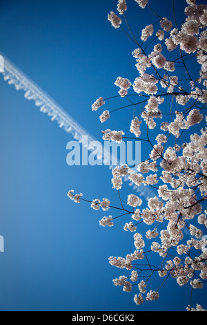 Blossom à Vancouver avec piste avion Banque D'Images