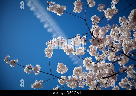 Blossom à Vancouver avec piste avion Banque D'Images