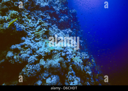 Jardin de corail de la Mer Rouge,décembre 1986 Conversions Glisser,Egypte,péninsule du Sinaï,Soudan Safari en bateau,requins,la photographie sous-marine. Banque D'Images