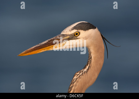 Great Blue Heron Head shot Shorebird barboter oiseau nature faune environnement Banque D'Images